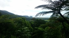 Jour 1: Daintree Rainforest - Cap Tribulation